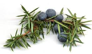 Juniper berries used in This is More range by Holos which has detoxing properties, treat eczema and psoriasis